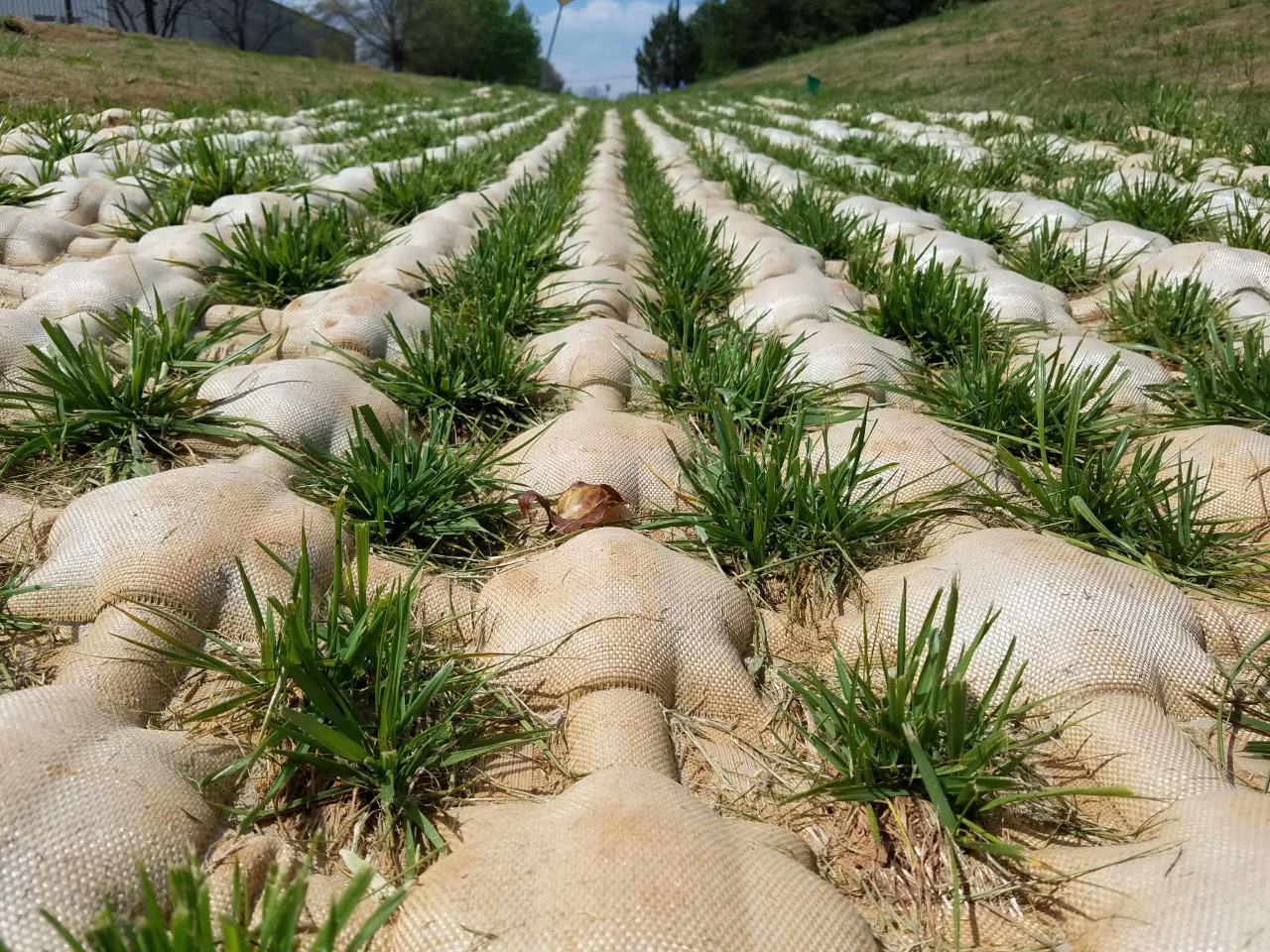 Up close view of enviromat FX with vegetation growth